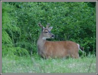 The Hale Eddy Bed & Breakfast Suites, Salt Spring Island  - Buck Deer